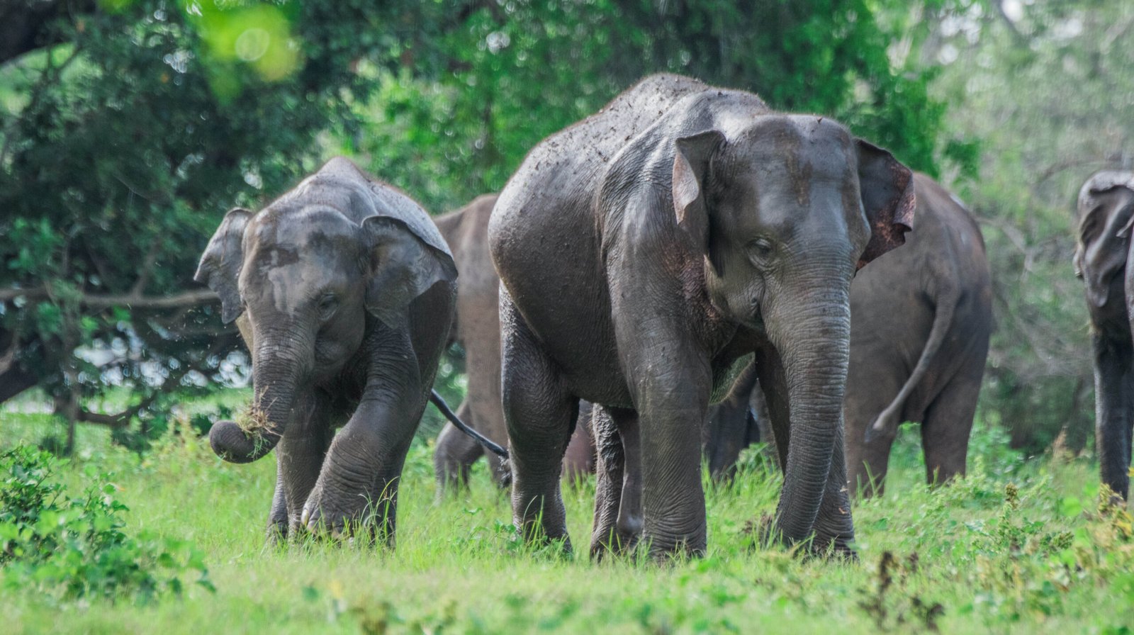 7 Days Sri Lanka Nature & Wildlife Tour