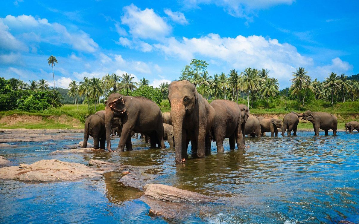 6 Days Sri Lanka Heritage & Wildlife Tour