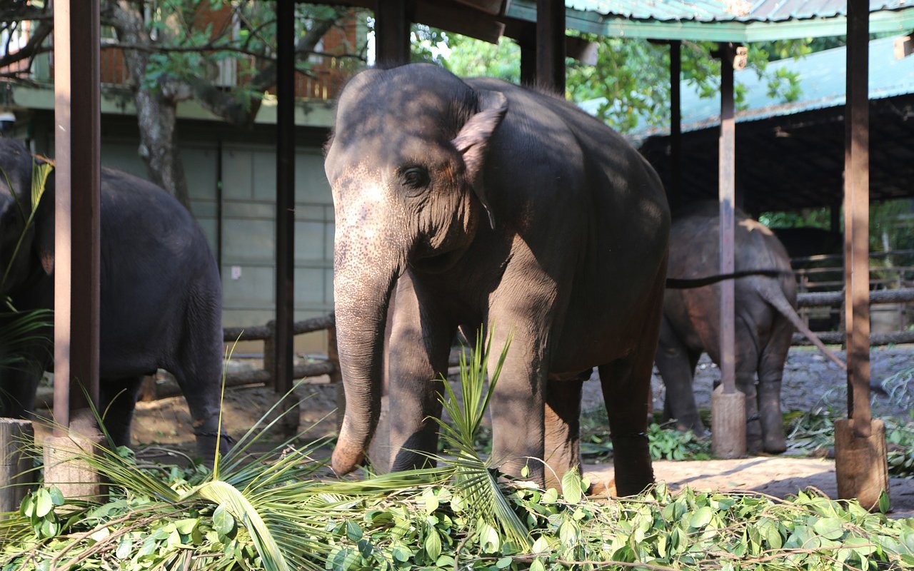 pinnawala eliphant orphanage (3)